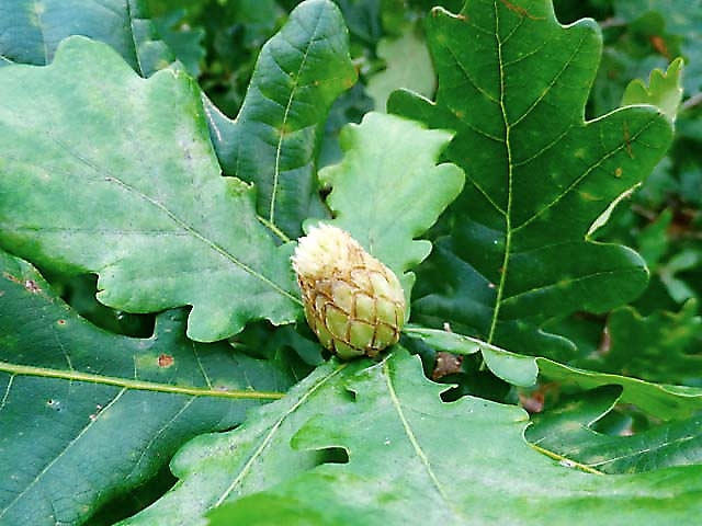 Autors: Kristīne Barkāne