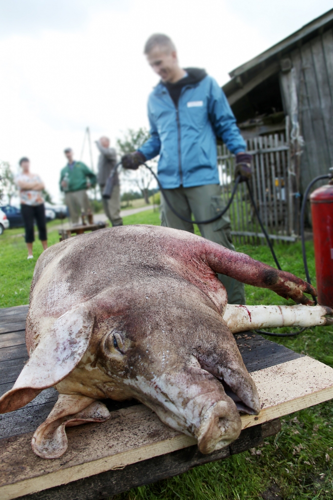 Šāds liktenis sagaida visas tās cūkas, kuru saimnieki ar 28.augustu nebūs gādājuši par biodrošības pasākumiem dzīvnieku novietnē. Vissmagāk tas skars sivēnmāšu audzētājus.        
Autors:  no „Dzirksteles” arhīva