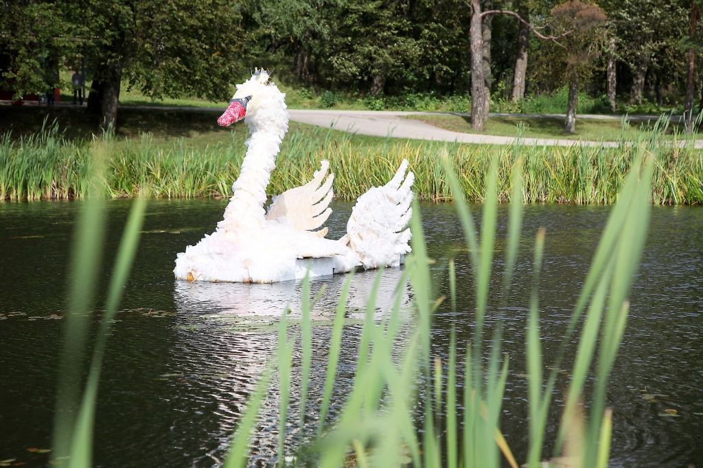 Dīķī pie Jaungulbenes pagasta pārvaldes gulbis visus priecēs līdz salam, lai tad atkal atlidotu pavasarī. 												   
Autors: Gatis Bogdanovs
