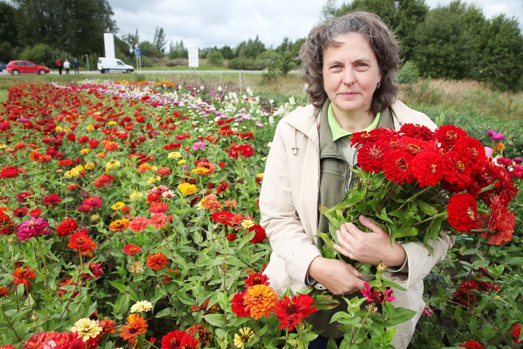 Gulbeniete Svetlana Cukanova ikdienā strādā „Lattelecom” par inženieri, bet brīvajā laikā ļaujas puķu mīlestībai. Tās viņai atdara ar krāšņiem ziediem. „Audzēju tikai to, kas man patīk un ilgi zied,” saka Svetlana. 						    
Autors: Gatis Bogdanovs