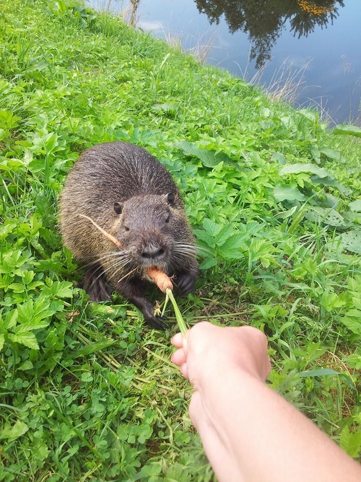 Autors: Oksana Plūme (facebook.com)