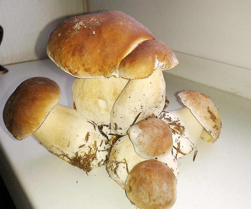 Baraviku daudzbērnu ģimenīte. Tādu dabas velti atrada Raivis Krevics zemnieku saimniecībā “Lapsukalns”, netālu no pilsētas. 									        
Autors: Ginta Alberte