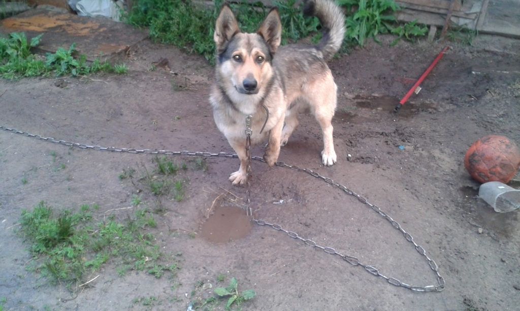 Gulbeniete Sarmīte no Stacijas ielas 6 izmisīgi meklē savu četrus gadus veco suņu puiku Džeri, kurš 28.augustā tika vaļā no ķēdes un aizgāja brīvsolī. 
Autors: no personiskā arhīva