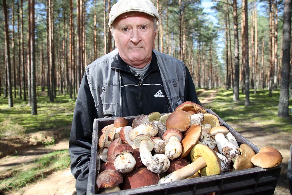 Valentīns Vasiļjevs, kuru “Dzirkstele” vakar sastapa mežā, labprāt rāda, cik daudz sēņu salasījis pāris stundu laikā. 	   
Autors: Gatis Bogdanovs