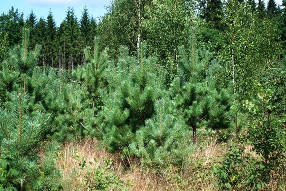 Autors: www.mezaipasnieki.lv