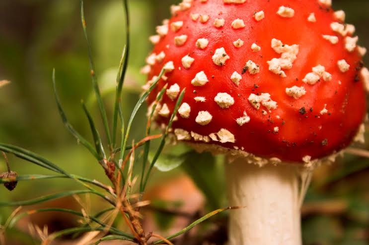 Autors: Publicitātes foto