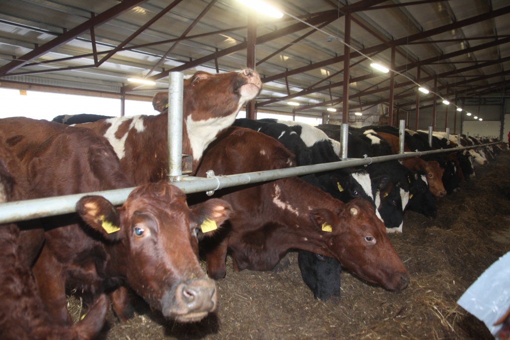 Ja par piena litru piena pārstrādātāji ganāmpulku īpašniekiem maksātu vairāk, tad viņiem nenāktos domāt par govju skaita samazināšanu un saimniecības pārstrukturizāciju. 
Autors: no “Dzirksteles” arhīva