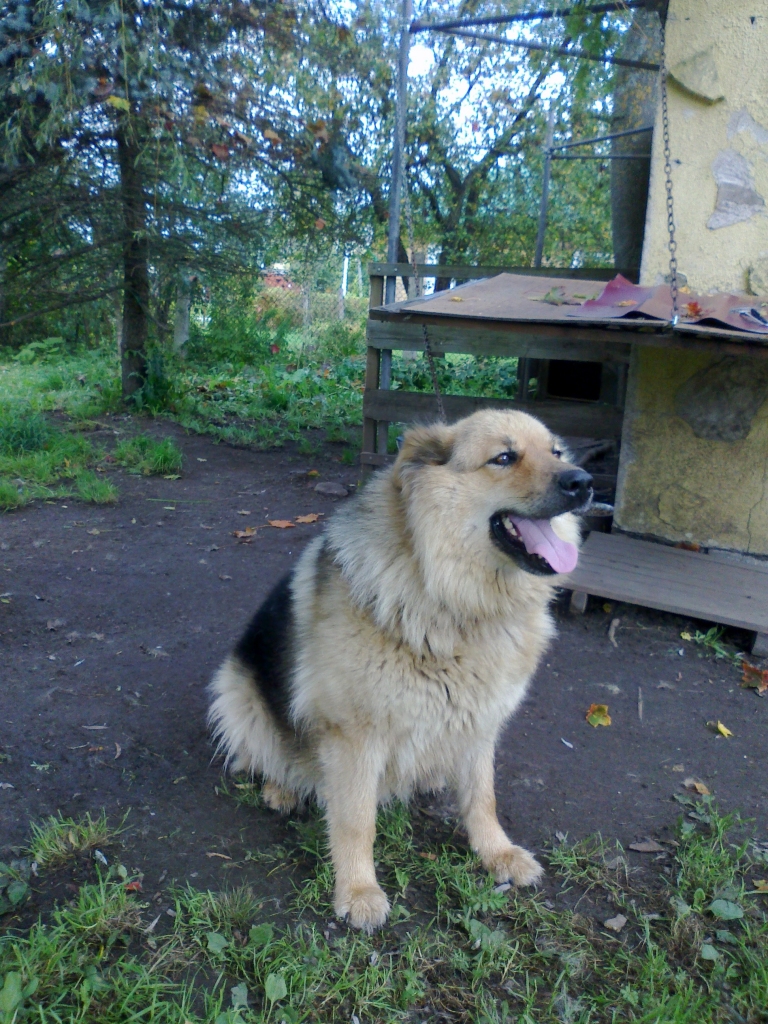 “Birutas kundze saka, ka savu sešus gadus veco suņu meiteni gribētu atdot labam cilvēkam. Suns ir draudzīgs. Labi satiek ar bērniem. Arī cītīgi sargā māju,” “Dzirkstelei” saka Gulbenes dzīvnieku aizsardzības biedrības “Ķepaiņu draugu klubs” vadītāja Ira Žeigure. 
Autors: no personiskā arhīva