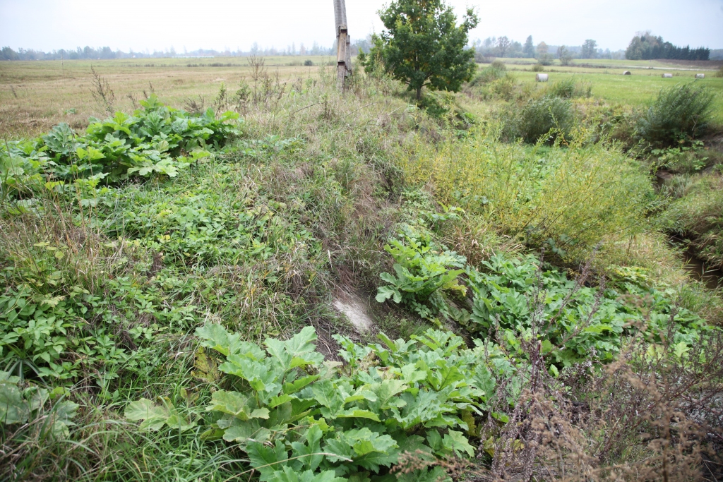 Latvāņi spītīgi ataug arī tur, kur šovasar tie cītīgi nīdēti. Tas nozīmē, ka centīgu zemes īpašnieku pūles patiešām ir slavējamas.
Autors: Gatis Bogdanovs