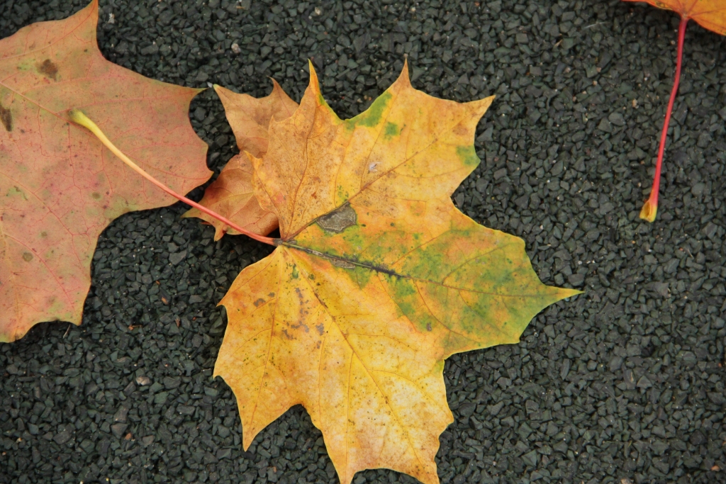 Autors: Diāna Lozko