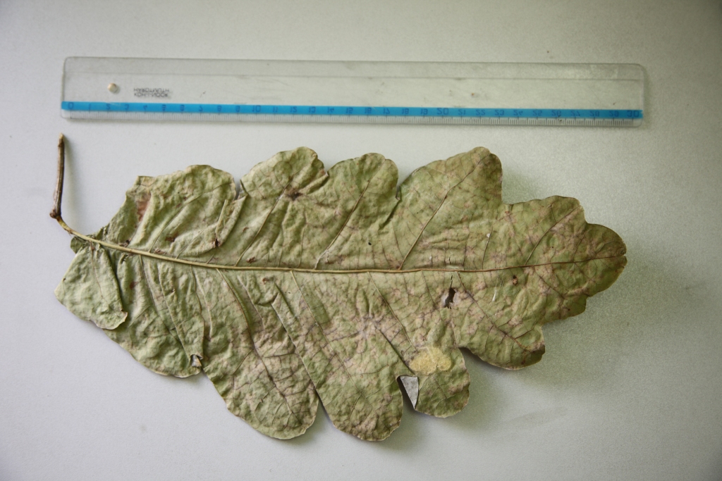 Autors: Gatis Bogdanovs