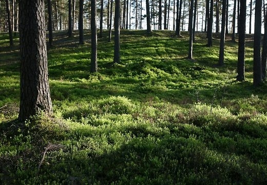 Autors: Ilustratīvs foto