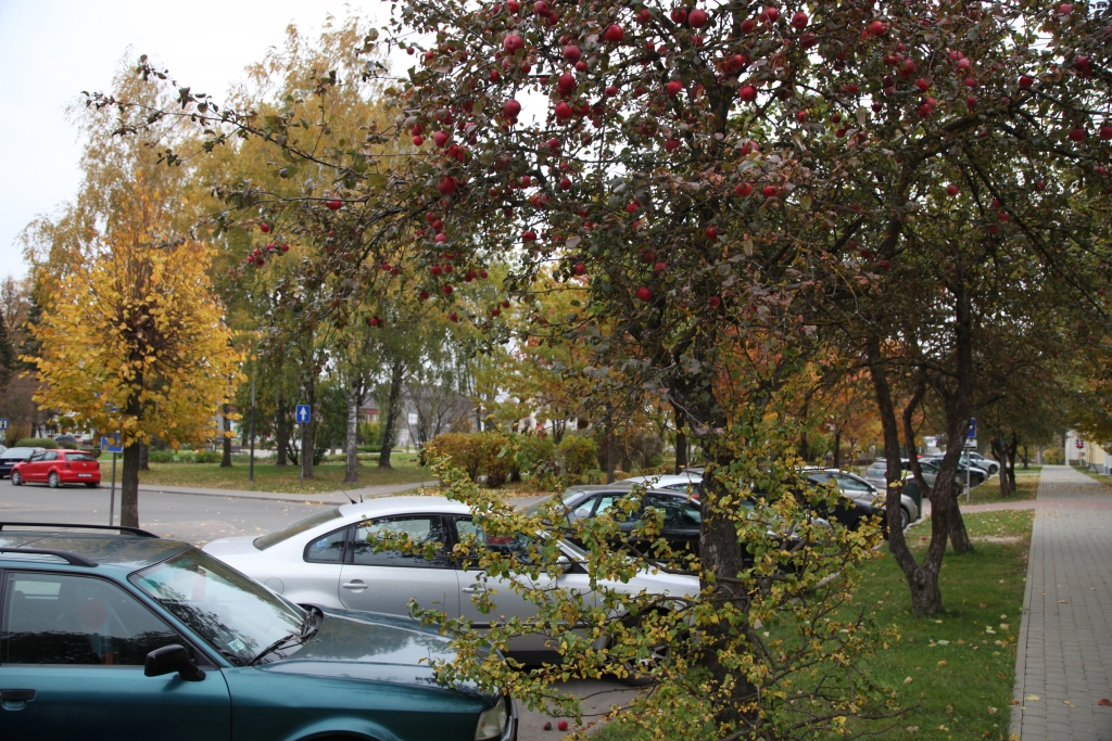 Ar bagātu ražu šoruden Gulbenē izceļas dekoratīvās ābeles Ābeļu ielā. Izskatās skaisti, taču paši augļi ir sūri, neēdami. Kamēr tie ir zaros, nevienam netraucē, bet, krītot uz brauktuves, tos sašķaida automašīnu riteņi. Tāpēc sētnieki cenšas laikus saslaucīt kritušos ābolus. 
Autors: Diāna Odumiņa