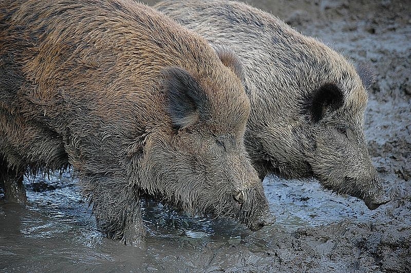 Autors: www.allforhunt.com