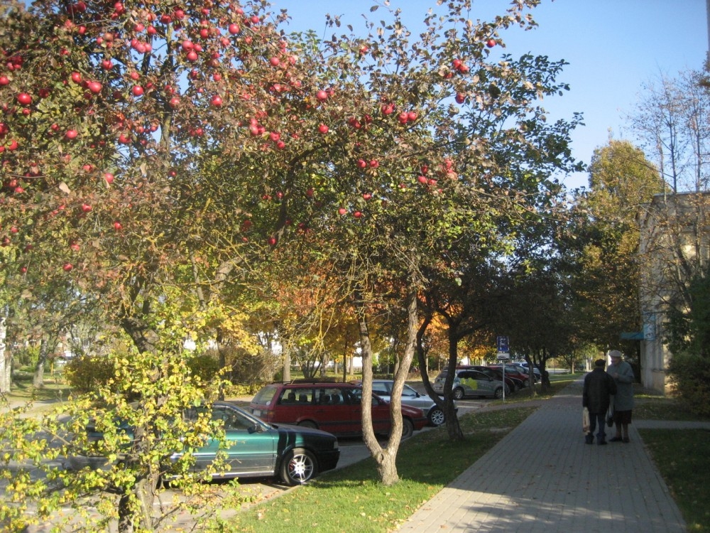 Ar bagātu ražu šoruden Gulbenē izceļas dekoratīvās ābeles Ābeļu ielā. Izskatās skaisti, taču paši augļi ir sūri, neēdami. Kamēr tie ir zaros, nevienam netraucē, bet, krītot uz brauktuves, tos sašķaida automašīnu riteņi. Tāpēc sētnieki cenšas laikus saslaucīt kritušos ābolus. 
Autors: Diāna Odumiņa