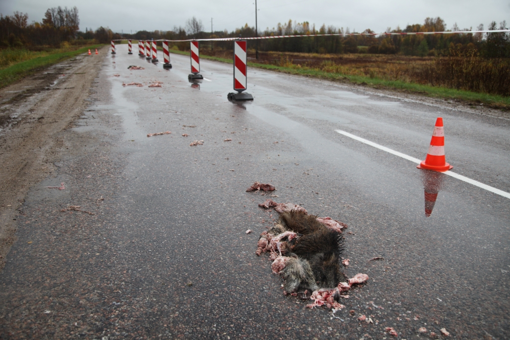 Kāds autovadītājs notriecis divas meža cūkas. Šāds skats bija vērojams vakar no rīta. 
Autors: Gatis Bogdanovs