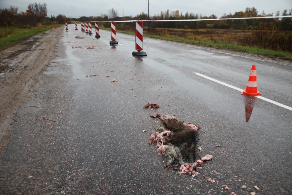 Kāds autovadītājs notriecis divas meža cūkas. Šāds skats bija vērojams vakar no rīta uz Madonas šosejas, netālu no Gulbenes.
Autors: Gatis Bogdanovs