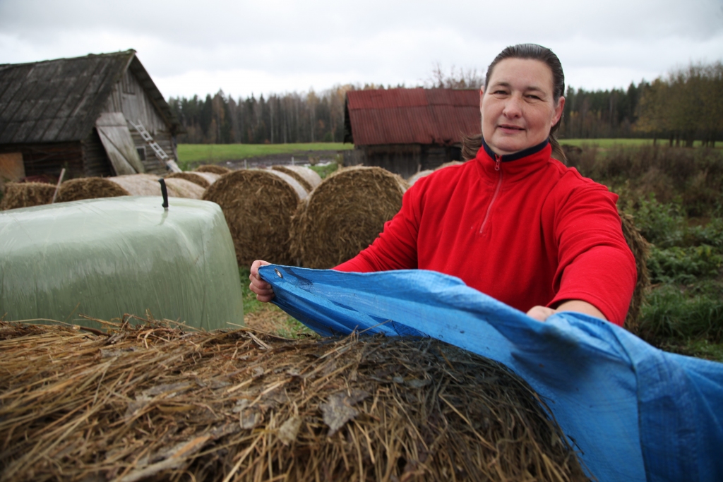 Beļavas pagasta piemājas saimniecības „Pilsētnieki” saimniece Iveta Kurzemniece ziemu gaida mierīgi, jo lopiem lopbarība ir sarūpēta. Lai zāles ruļļus pasargātu no lietus, viņa tos apsedz ar ūdensnecaurlaidīgu materiālu. 	
Autors: Gatis Bogdanovs