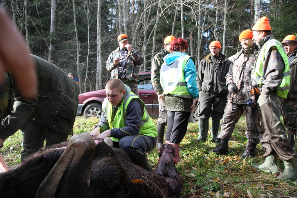 Pagājušās nedēļas nogalē veiksmīgas izrādījās arī medības mednieku kluba “Ievugrava” medniekiem, kas medīja kopā ar biedrības “Jaktskalniņš” medniekiem. Viņiem izdevās nomedīt divus aļņu buļļus, vienu aļņu teļu, kā arī četras meža cūkas. 
Autors: Gatis Bogdanovs