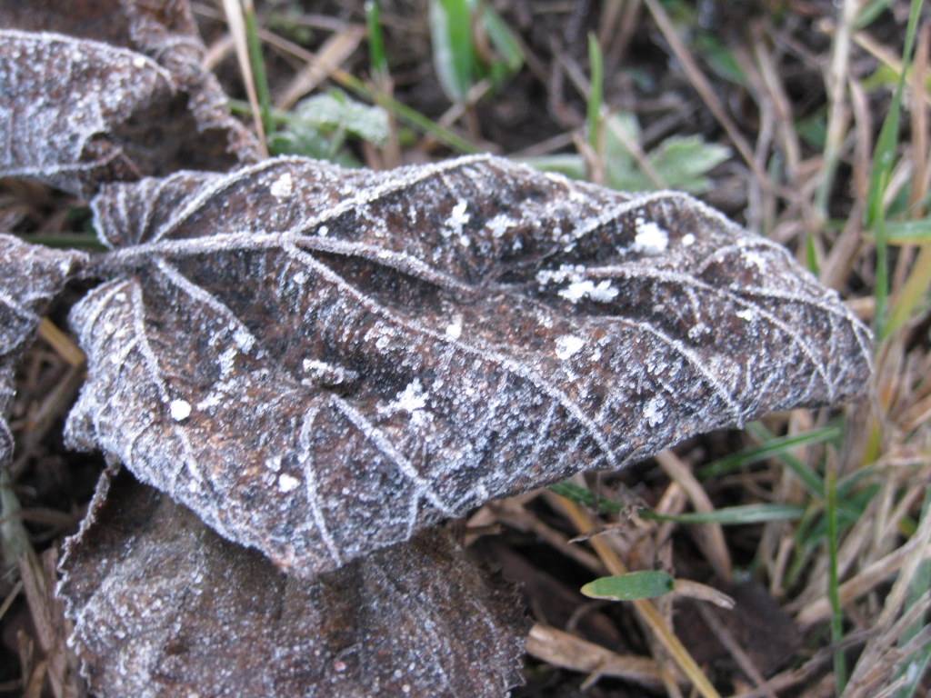 Autors: Pārsla Konrāde