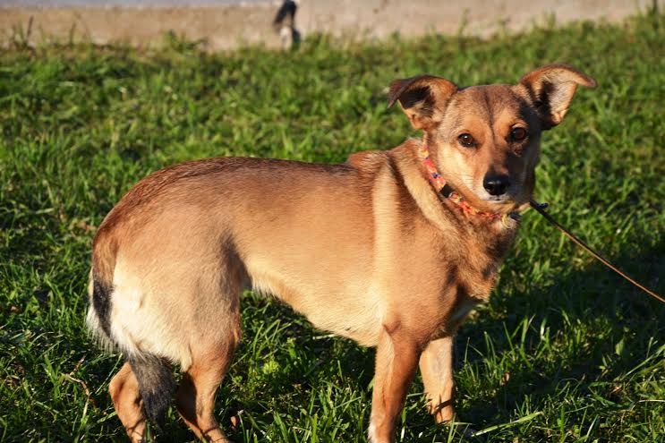  Sunīte ir klusa, vēl nedaudz bailīga, būs uzticams draugs savam saimniekam. 
Autors: no dzīvnieku mājas 
