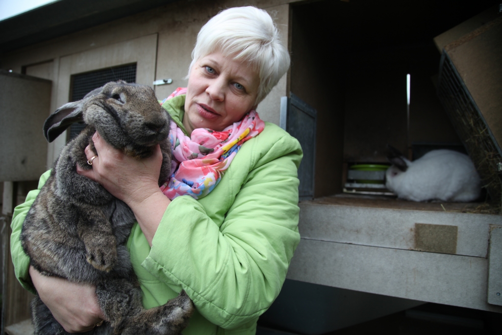 Litenes pagasta iedzīvotāja Vita Mohovikova pagaidām vēl sevi sauc par iesācēju truškopībā, lai gan ir vienīgā trušu minifermas saimniece Gulbenes novadā. Izmantojot Eiropas fondu atbalstu ekoloģiskajai trušu audzēšanas metodei, viņa šobrīd tiek galā ar deviņām minifermām. Audzēšanai izvēlēti divu gaļas šķirņu truši - Kalifornijas un Lielais milzis. Šķirnes “Lielais milzis” trušu mammai saimniece devusi vārdu Laine. “Visiem dzīvniekiem vārdus iedot nav iespējams, tie ir tikai četriem mūsu mīluļiem, starp kuriem ir arī Laine,” smejas Vita Mohovikova. 
Autors: Gatis Bogdanovs