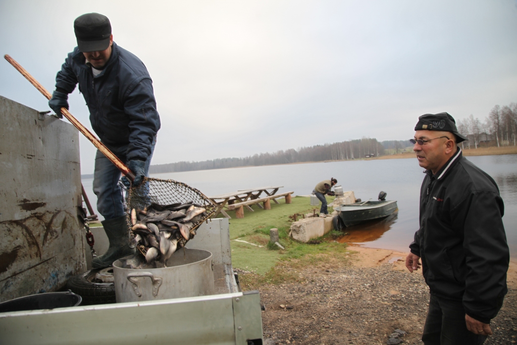 Nedaudz karpu un līdaku, bet pārsvarā karūsu mazuļi šonedēļ tika ielaisti Ludza ezerā. 
Autors: Gatis Bogdanovs