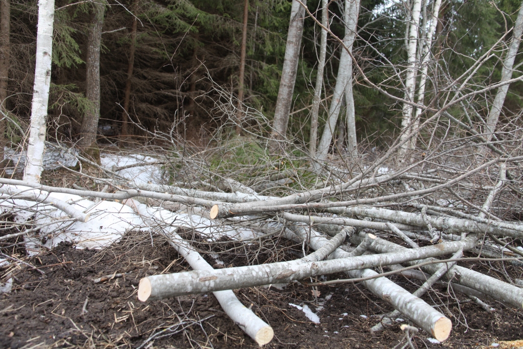 Autors: no “Dzirksteles” arhīva