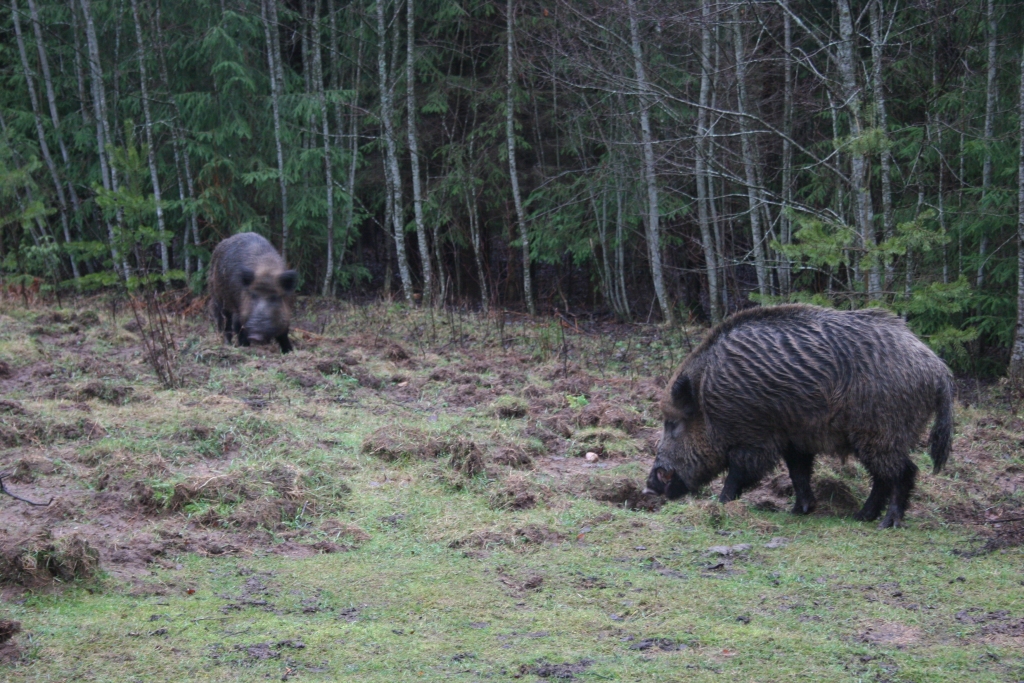 Autors: Gatis Bogdanovs