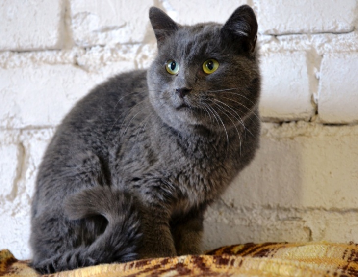 Jaukais runcis Odiņš.
Autors: no dzīvnieku mājas 