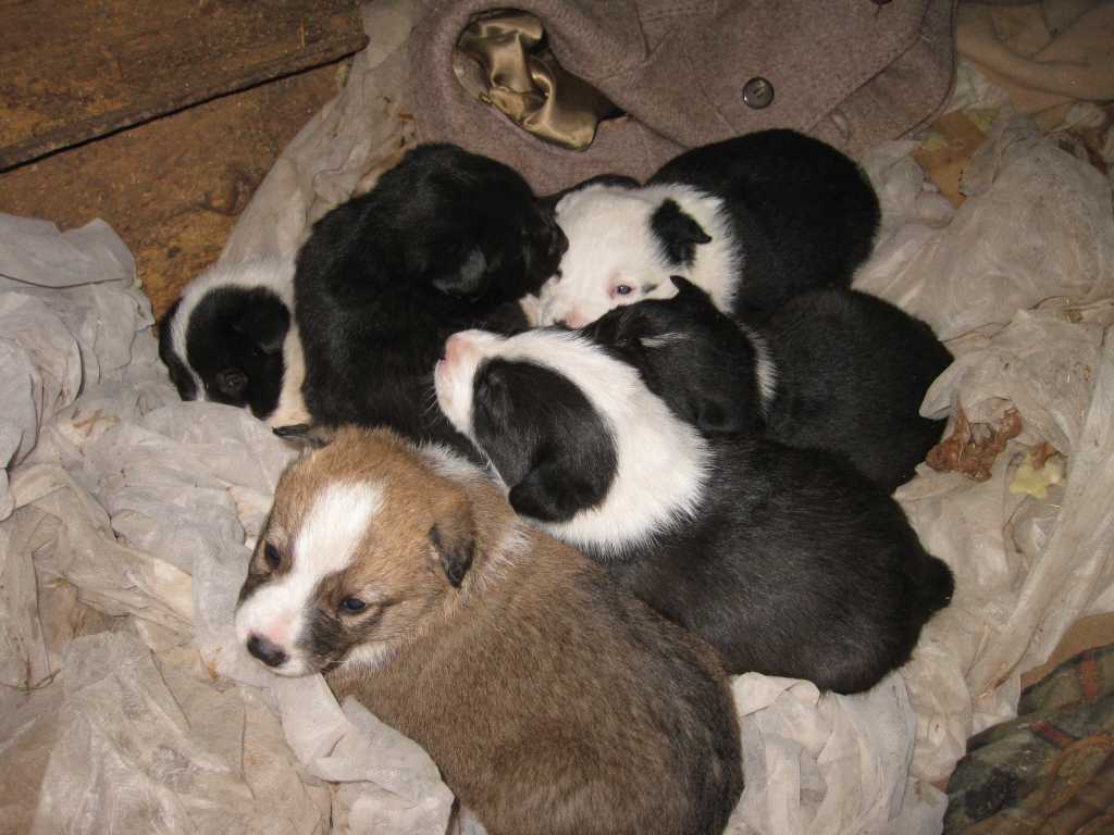 Mācītājmājas iedzīvotāja Agnese Marnica “Dzirkstelei” pastāstīja, ka kopā ar mammu uzņēmusies pieskatīt sunīšus. Viņa pastāstīja, ka no sešiem mazuļiem tikai viena ir meitene, visi pārējie – puikas. 
Autors: Diāna Odumiņa