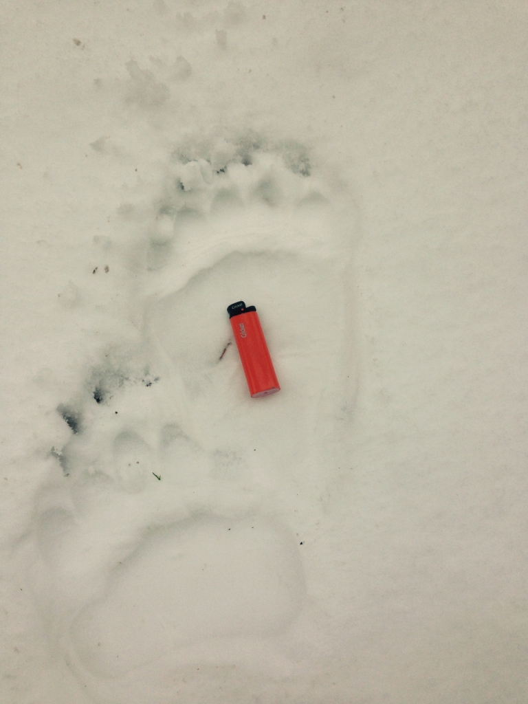 Litenes pusē novembra beigās manītas lāča pēdas. 
Autors: Juris Prokofjevs