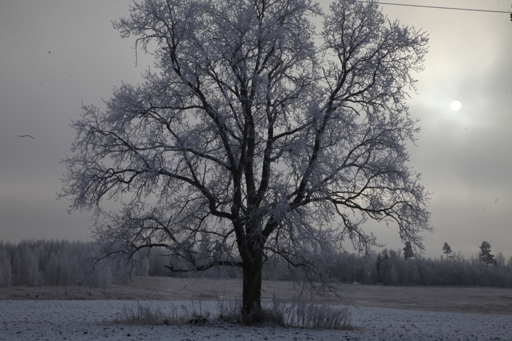 Autors: Gatis Bogdanovs