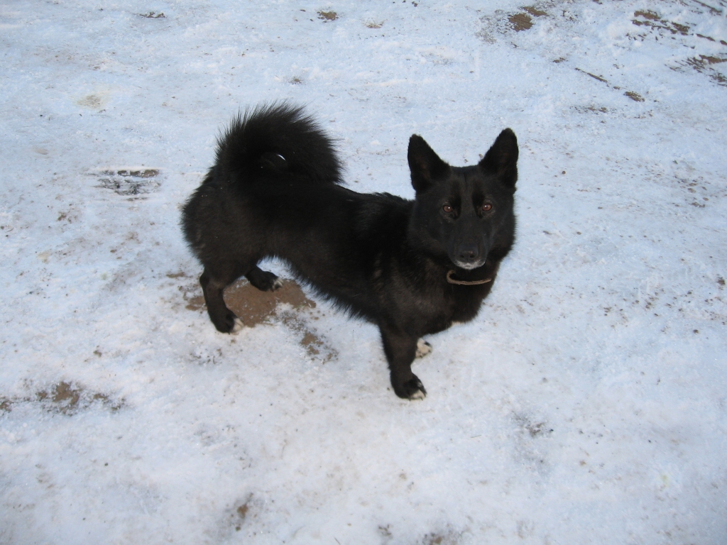 Šī jaunā, labsirdīgā sunīte pieklīdusi Stradu pagasta “Pededzes” mājās. Dzīvnieku aizsardzības biedrība lūdz atsaukties saimnieku vai arī pieteikties labu cilvēku, kurš gatavs uzņemties rūpes par šo četrkājaino draugu.
Autors: no personiskā arhīva