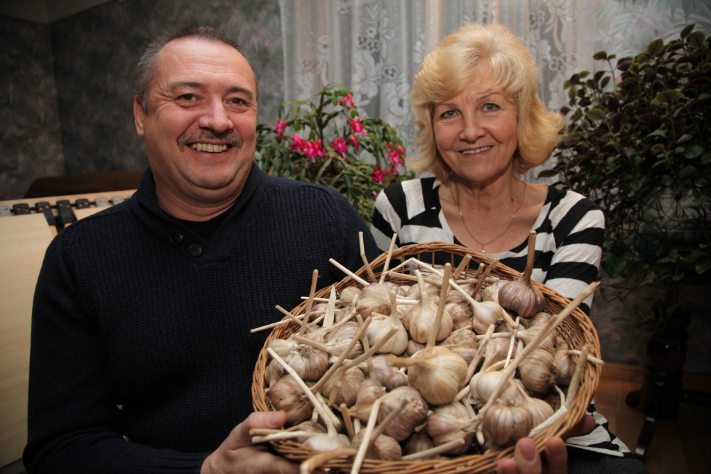 Ķiploks lieliski noder veselībai un imunitātes stiprināšanai, taču tam piemīt arī burvīgas garšas īpatnības. To var izmantot gan kā garšvielu dažādiem ēdieniem, gan arī vienkārši kā uzkodu. Par to ir pārliecinājušies arī Liāna un Māris Jansoni, kas pāris gadus ir aizrāvušies ar ķiploku audzēšanu. L.Jansone stāsta, ka ziemas ķiplokus viņi sākuši audzēt pirms trim gadiem. “Bijām dzirdējuši, ka vietējie ražotāji gatavojas uzsākt ražot produkciju, kurai nepieciešami ķiploki, un iedomājāmies, ka mēs varētu atbalstīt savējos un tādējādi arī paši kaut ko nopelnīt. Latvietim taču ir jāstrādā, ja jau viņam ir zeme,” saka Liāna. “Pašiem bija sava sēkla, sastādījām 0,2 hektārus, izaudzējām, raža bija laba, taču diemžēl tos mums neviens neuzpirka.” Lai ieguldītais darbs nebūtu bijis veltīgs, Liāna un Māris nolēmuši ķiplokus pārstrādāt un paši lietot savām vajadzībām.  
Autors: Gatis Bogdanovs
