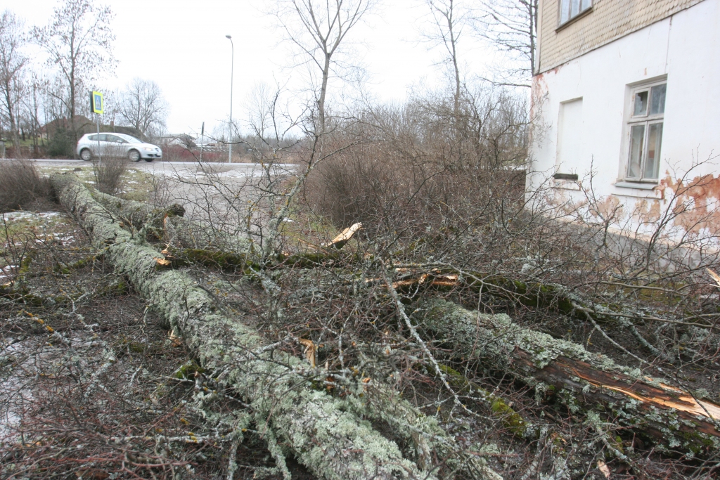 Lai arī mūs vētra “Billija” neskāra tik smagi kā citviet Latvijā, tomēr arī Gulbenē un pagastos spēcīgā vēja ietekmē lūza koki. 
Autors: Gatis Bogdanovs