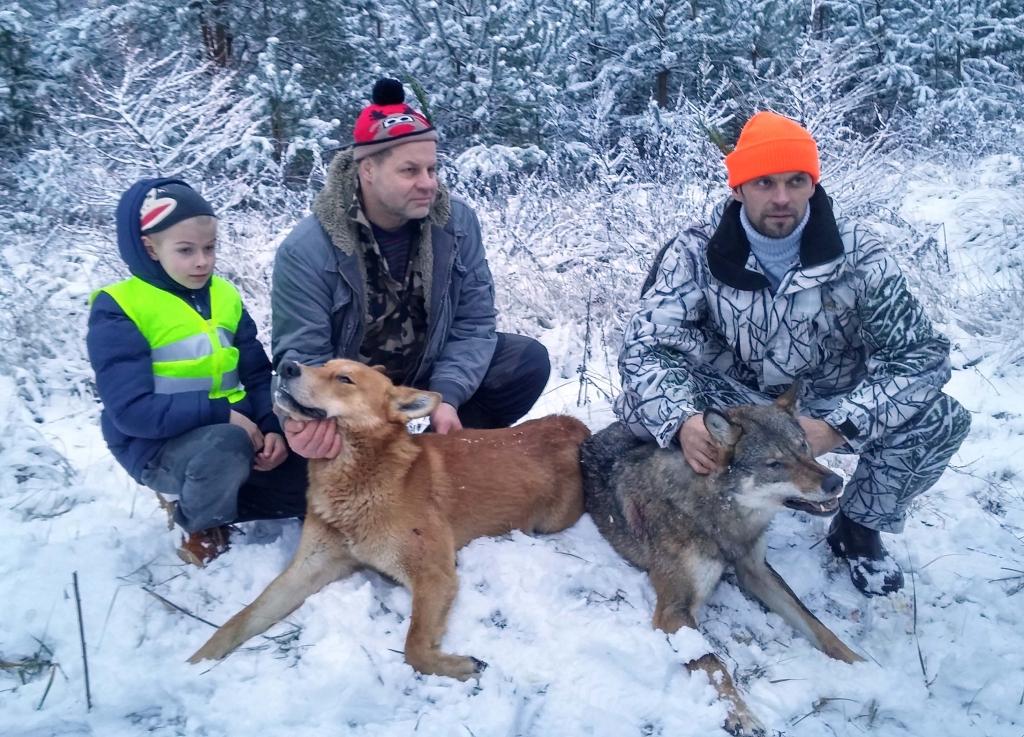 Ziemassvētkos Litenes pusē nomedīti divi vilki. Vienu vilku nomedīja Raivis Kundrats un otru – rudo vilku - Vilnis Zvirgzdiņš. 
Autors: Agris Libeks