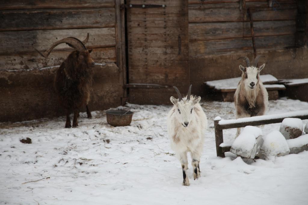 Autors: Gatis Bogdanovs