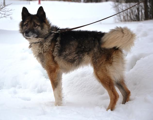 Kopš 1.janvāra Gulbenes novada Stāmerienā klaiņo suņuks ar ķēdes posmu pie kakla siksnas.
Autors: dzīvnieku māja 