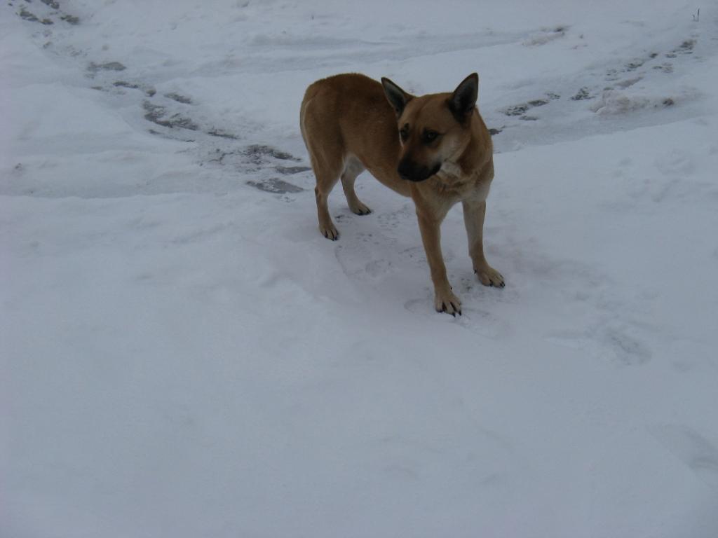 Autors: Diāna Odumiņa