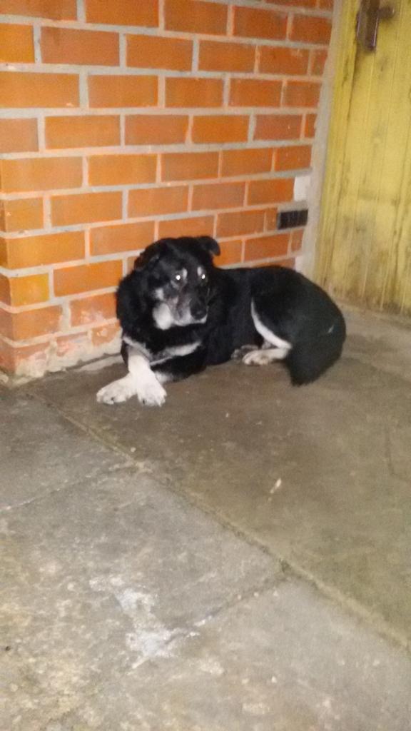 Kam pieder šis suns? Varbūt kāds pazīsts? Varbūt saimnieks viņu meklē?
Autors: Ira Žeigure