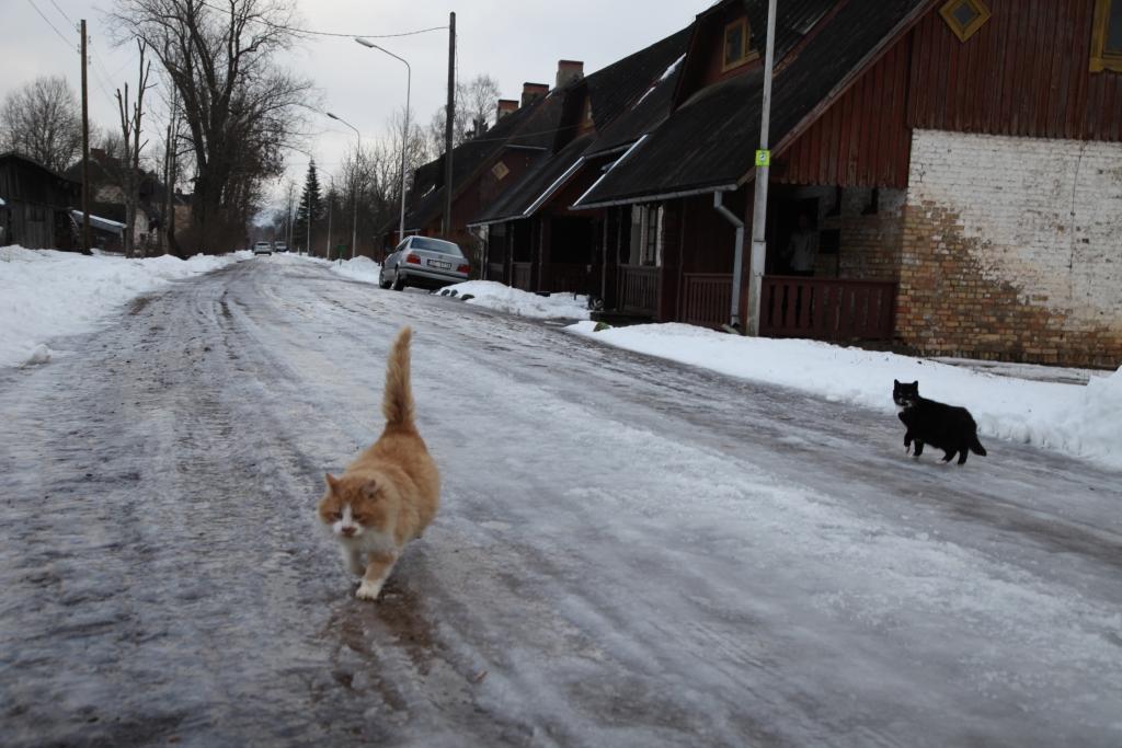 Viestura ielas iemītnieki baidās spert drosmīgu soli uz tik slidenas ielas, vienīgi kaķi bezbēdīgi, slīdot ķepām, pastaigājas.
Autors: Gatis Bogdanovs
