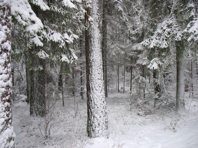 Autors: Ilustratīvs foto