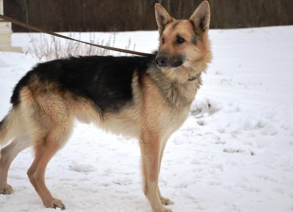 Ringo tika konfiscēts tā saimniekam Rankas pagastā par labturības noteikumu neievērošanu. Alūksnes patversmē dzīvnieks nonāca13.janvārī, kur secināja: suns ir ļoti novārdzis un ir vēl laikus glābts. Pagaidām Ringo adopcijai nav pieejams. Suņukam jāatkopjas un jāizārstējas. 
Autors: no Iras Žeigures personiskā arhīva
