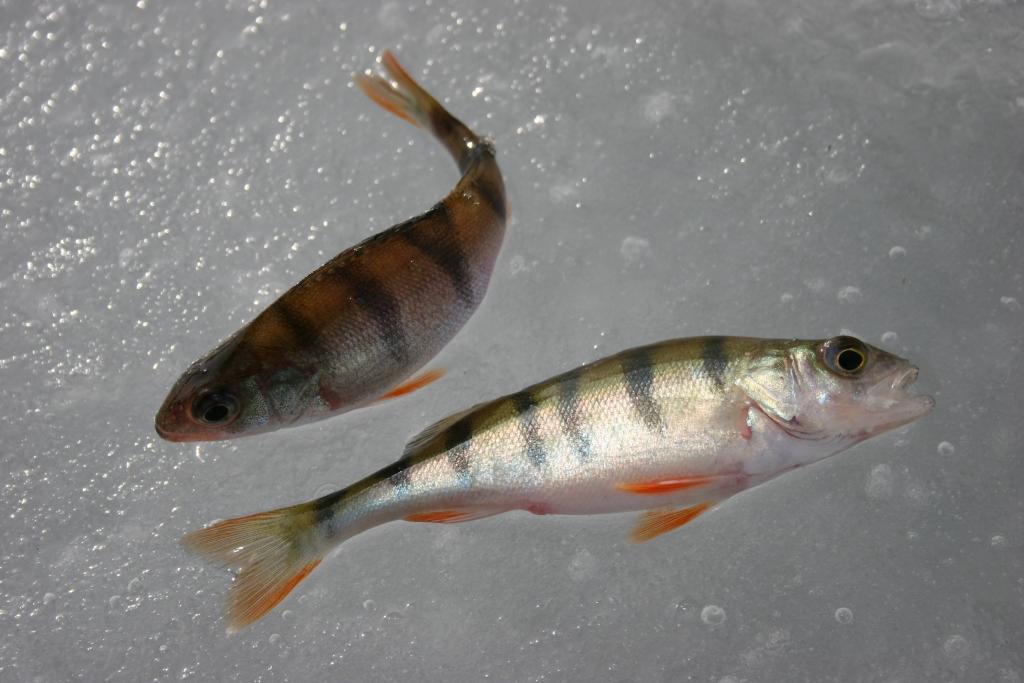 Autors: Gatis Bogdanovs