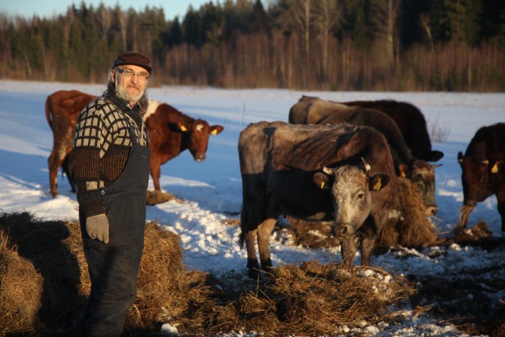 Stāmerenietis Vilis Kļaviņš ganāmpulku skaitliski samazinājis tā, lai lopkopība vairs nebūtu maizes darbs, bet vaļasprieks. Iegūtais piens tiek izmantots tikai pašpatēriņam. Viņš uzskata, ka pēc kvotu atcelšanas piena būs daudz vairāk un piena cena kritīs, tāpēc ganāmpulku īpašniekiem šis būs smags gads. „Viegli nebūs arī piena pārstrādātājiem. Lai gan pasaulē pieprasījums pēc piena produktiem palielinās un var pienākt laiks, kad tas būs lielāks nekā piedāvājums, šobrīd ir jāmeklē jaunas tirdzniecības iespējas,” saka saimniecības „Birzupes 2” saimnieks V.Kļaviņš.
Autors: Gatis Bogdanovs