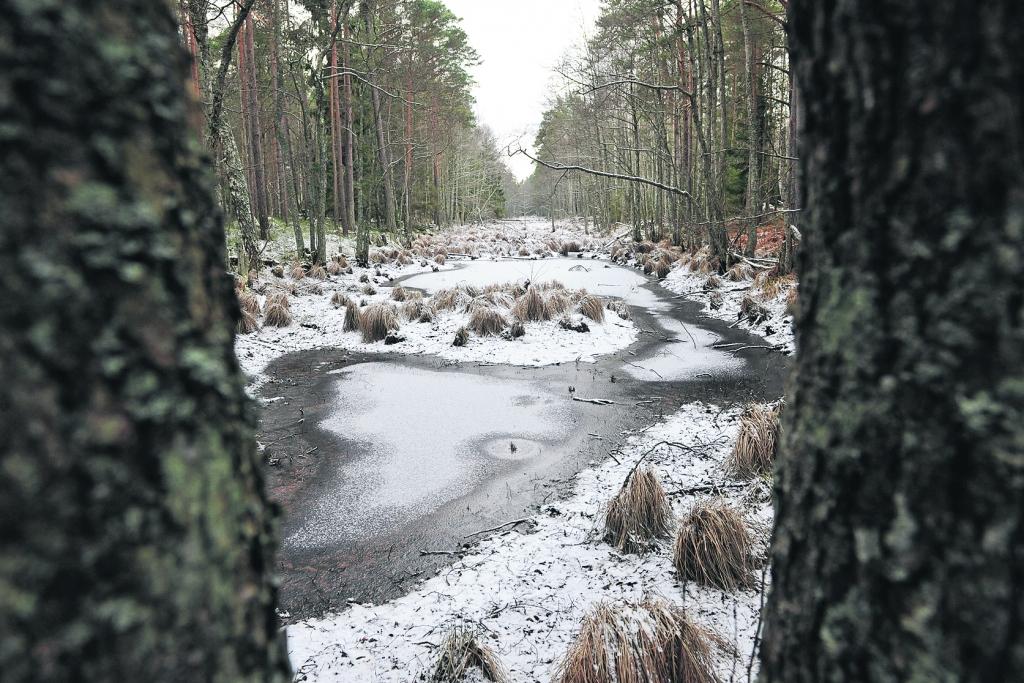  Slīteres vigas. Vairākus kilometrus garas, jūrai paralēlas kāpu grēdas, ko dēvē par kangariem, mijas ar šaurām, pārpurvotām ieplakām – vigām. 
Autors: KRISTAPS KALNS, DIENAS MEDIJI