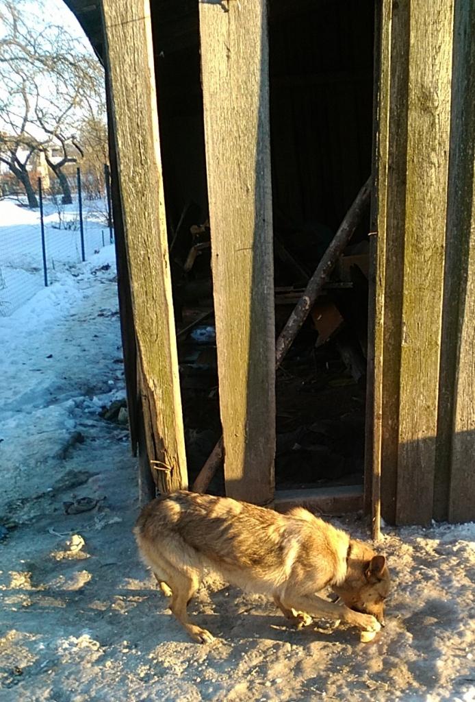 Saimnieki Gulbenē, Ķiršu ielā, tur ķēdē piesietu suņu mammu, kurai ir bērni. Tāda dzīve ir mokoša, jo suns netiek pienācīgi barots. Par to liecina viņa ārējais izskats. Tagad šīs kucītes barošanu uzņēmusies Gulbenes dzīvnieku aizsardzības biedrība. 
Autors:  Ira Žeigure