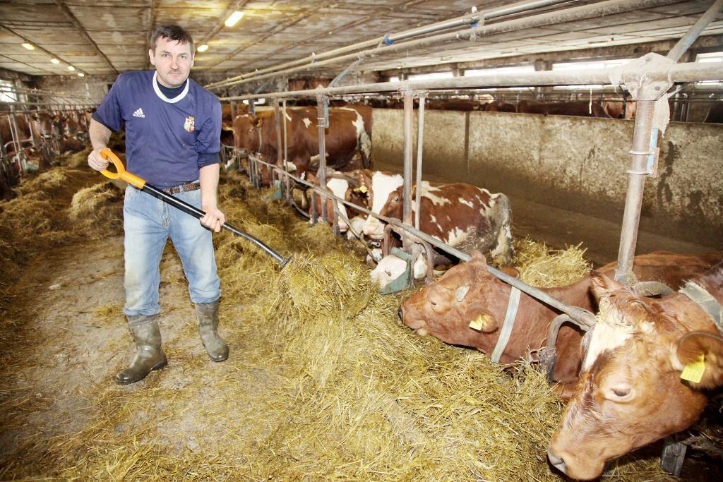 Stradu pagasta zemnieku saimniecībā „Dālderi” jau trešo mēnesi strādā 47 gadus vecais Georgijs Otea (attēlā), kura dzimtene ir Rumānija. Viņš saimniecībā gādā par to, lai ganāmpulks vienmēr tiktu laikā pabarots. Atpakaļ uz Rumāniju Georgijs braukt nedomā, jo Latvijā viņam patīk daudz labāk. „Te ir darbs, kur var labi nopelnīt. Algu saņemu regulāri. Kopš bērnības esmu bijis saistīts ar lauksaimniecību, tāpēc darbs slaucamo govju novietnē man nav svešs. Rumānijā tāpat kā daudzās citās valstīs ir ekonomiskā krīze,” saka Georgijs, ar kuru iespējams sarunāties latviski.
Autors: Gatis Bogdanovs