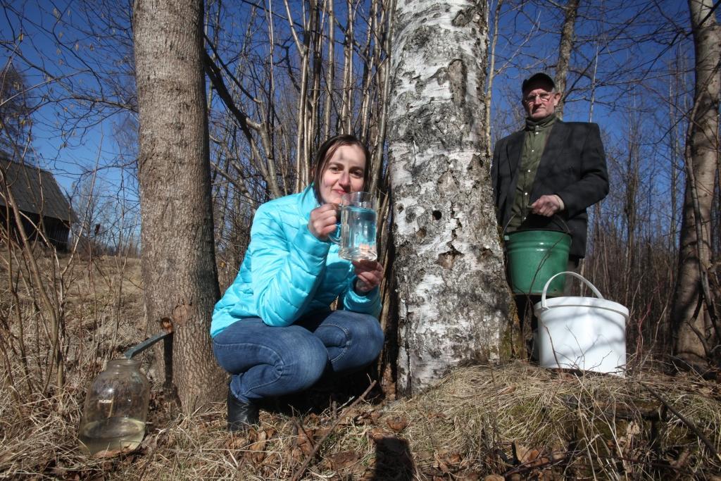 Bērzu un kļavu sulas lieliski attīra organismu, un tās vislabāk ir lietot svaigas, tikko tecinātas. To zina gan Sanita, gan arī Andrejs Kokareviči no Stradu pagasta.	
Autors: Gatis Bogdanovs